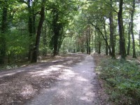 /album/galleria-fotografica/bosco-m-jpg1/