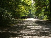 /album/galleria-fotografica/bosco-m-2-jpg1/