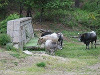 /album/galleria-fotografica/macchiagrandemanziana-mucche-jpg1/