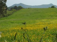 /album/galleria-fotografica/macchiagrandemanziana-pratofiorito-jpg1/