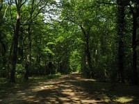 /album/galleria-fotografica/macchiagrandemanziana-viale-jpg1/