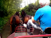 /album/galleria-fotografica/pariglia-png1/